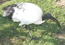 Ibis-1B.jpg